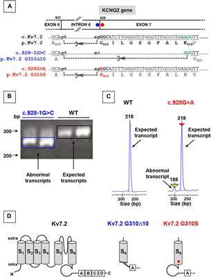 Functional Characterization of Two Variants at the Intron 6—Exon 7 Boundary of the KCNQ2 Potassium Channel Gene Causing Distinct Epileptic Phenotypes